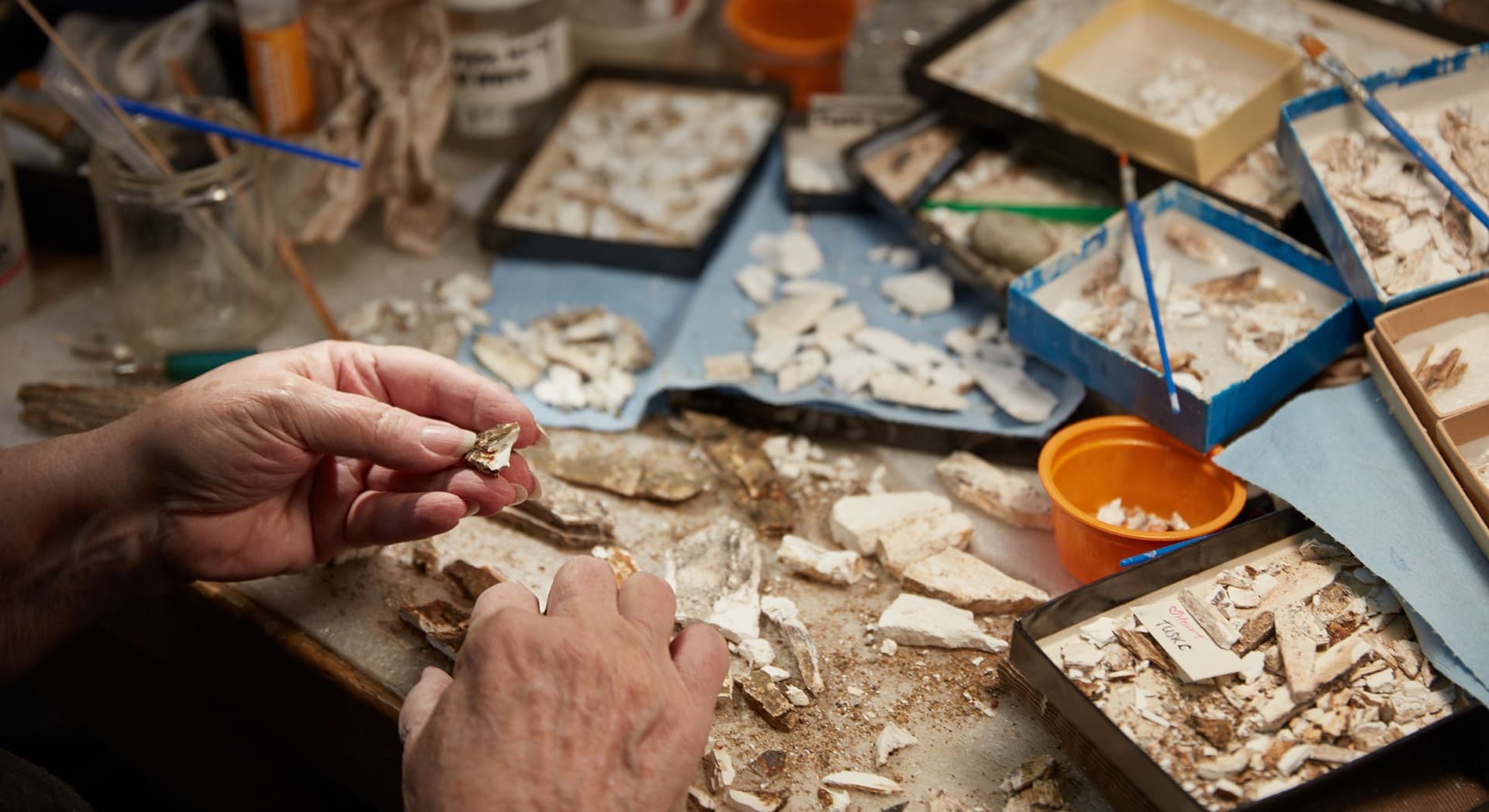 Hands of an archaeologist sorting and examining various bone fragments and fossils on a cluttered work table filled with trays of sorted pieces, small brushes, and containers.