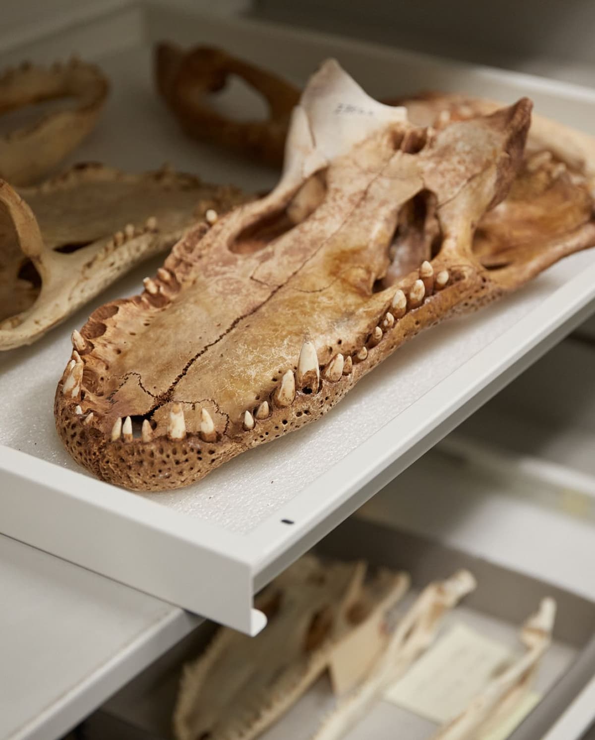 Close-up of a crocodile skull with teeth, placed on a white foam-lined tray in a storage drawer with other animal skulls and bones.